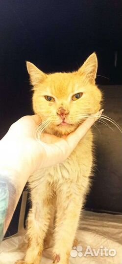 Котику нужно место на доживание