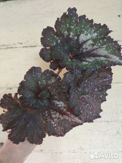 Бегонии и бальзамиы