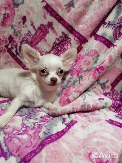 Чихуахуа девочка дш