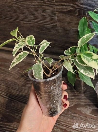 Фикус бенджамина пестролистные