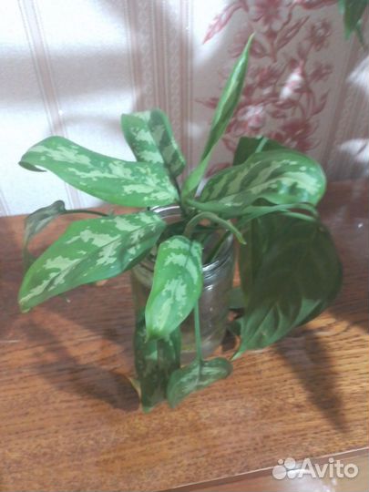 Аглаонема (вид Женского счастья)