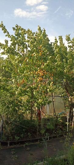 Дача 25 м² на участке 6 сот.