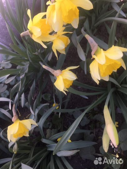 Нарцисс, луковицы