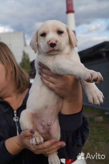 Щенок ищет хозяина