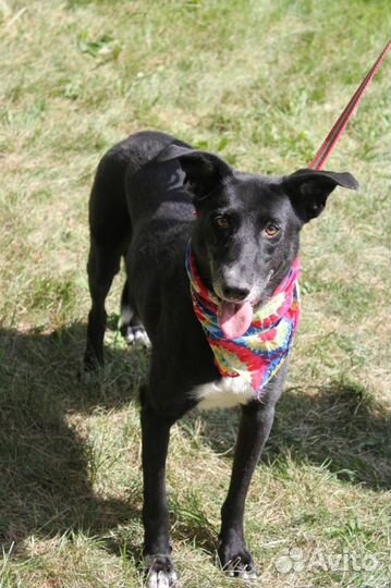 Багира прекрасный компаньон для человека