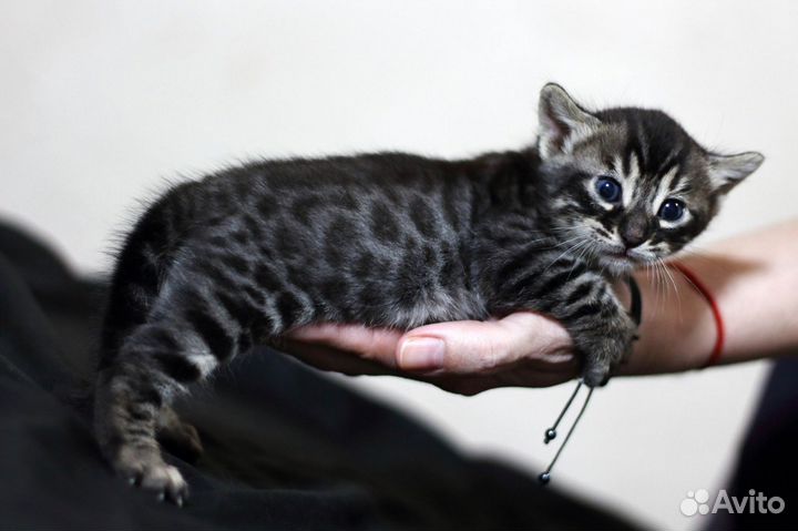 Угольные бенгальские красавчики