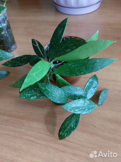 Хойя грацилис