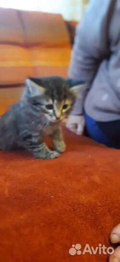 Котенок в дар