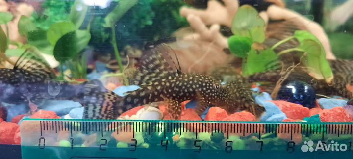 Сомики анциструсы