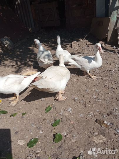 Индоутки тяжелой линии