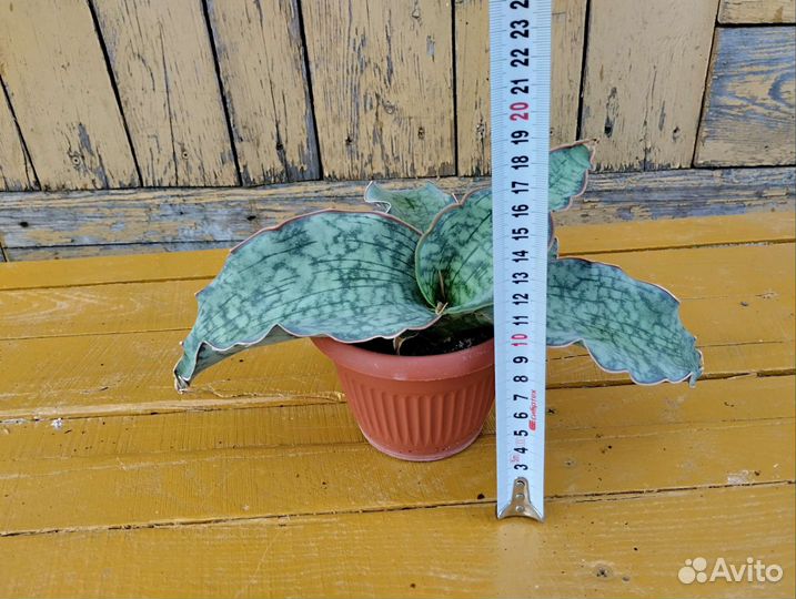 Сансевиерия Кирки сильвер блю