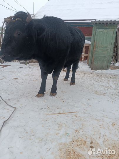 Быки на мясо