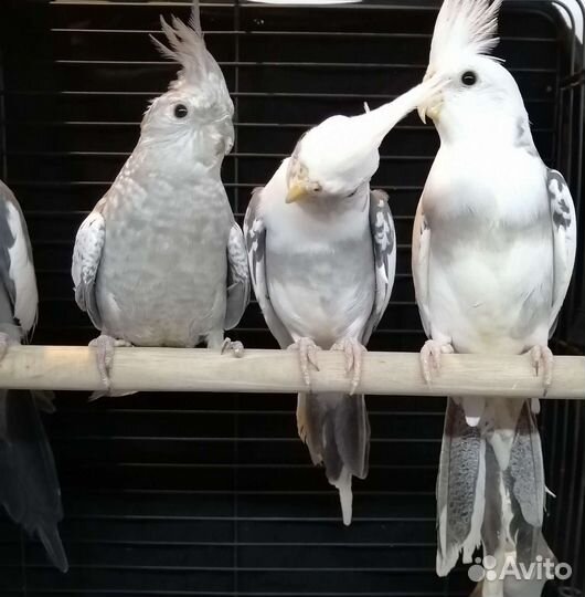 Попугай корелла безщёкая