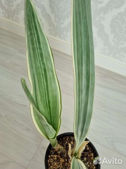 Домашние растения Сансевьерии
