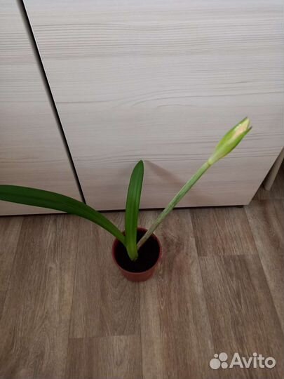 Гиппиаструм