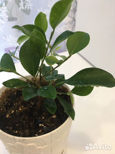 Фикус бенджамина