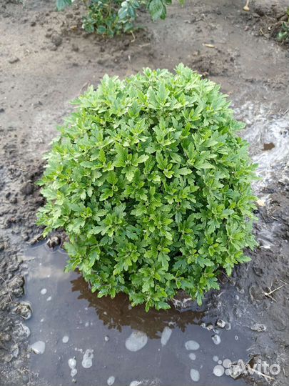 Цветы для сада