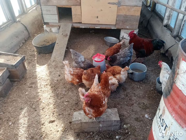 Домашние куриные яйца