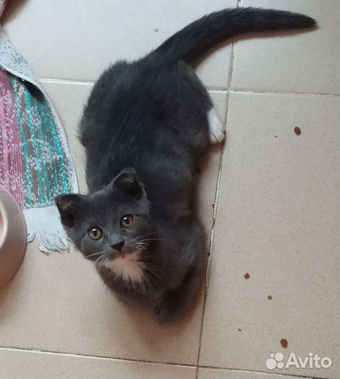 Котик в добрые руки