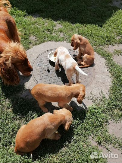 Щенки кокер спаниеля