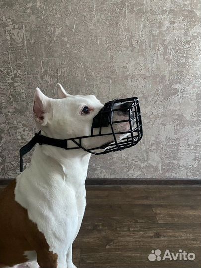 Намордник для собак