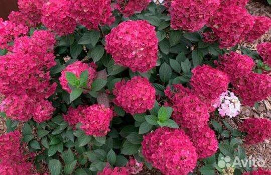 Гортензия Самарская Лидия