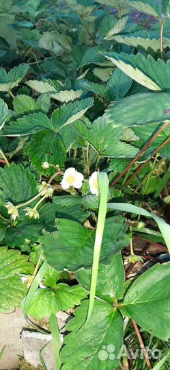 Рассада клубники, земляники