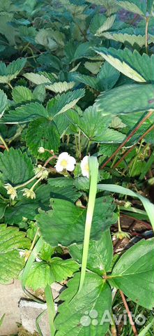 Рассада клубники, земляники