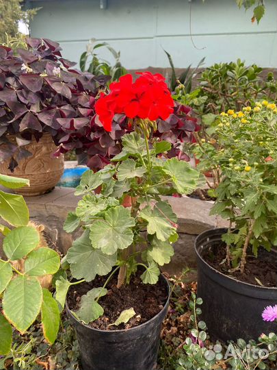 Герань в горшке