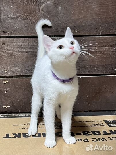 Отдам котенка 7 мес