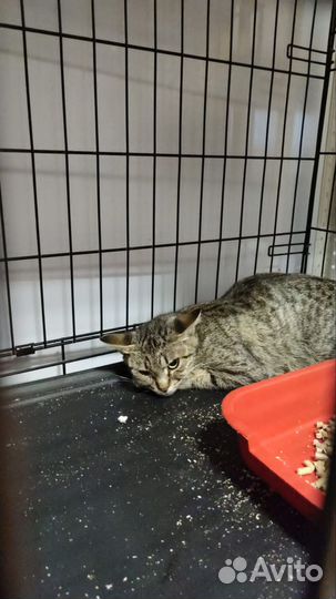 Спасите Софу