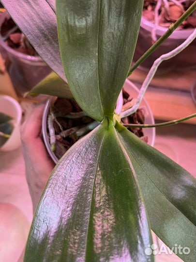 Орхидея бабочка