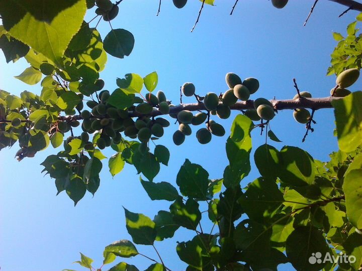 Продаём Саженцы