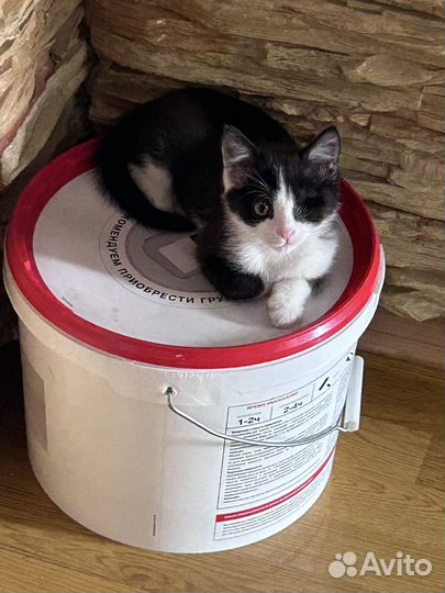 Котята в добрые руки бесплатно