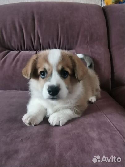 Вельш-корги