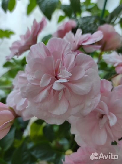 Пеларгония