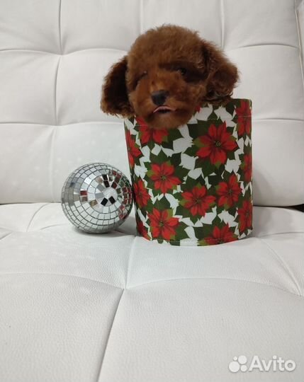 Той-пудель ред браун девочка