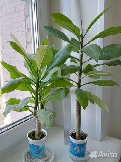 Плюмерия из черенков