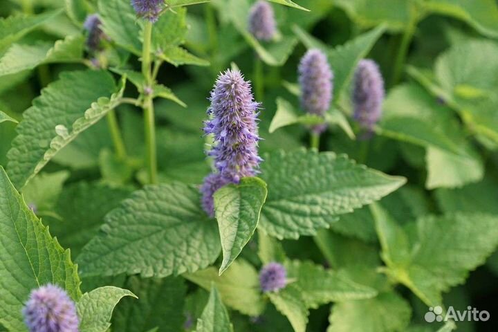 Мята перечная