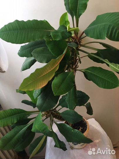 Комн цветы разные