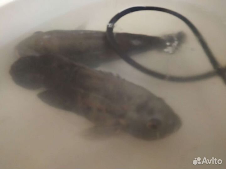 Цихлиды астронотусы