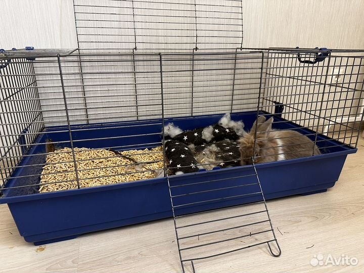 Отдам в добрые руки кролика