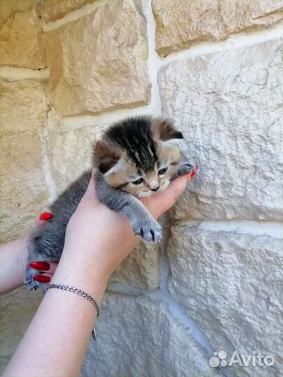 Котята британской шиншиллы