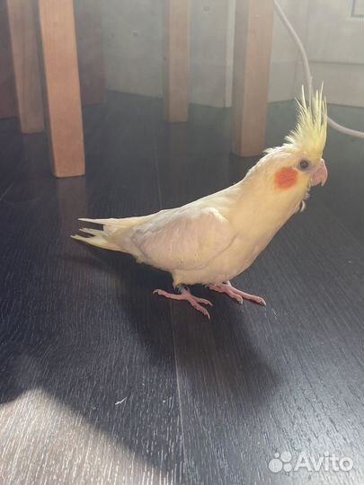 Ручные птенцы кореллы