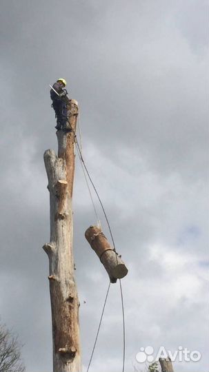 Расчистка участков спил деревьев измельчение веток