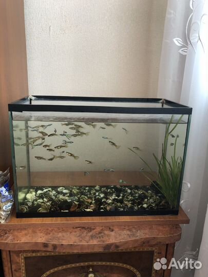 Аквариум