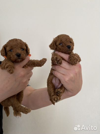 Собака той пудель