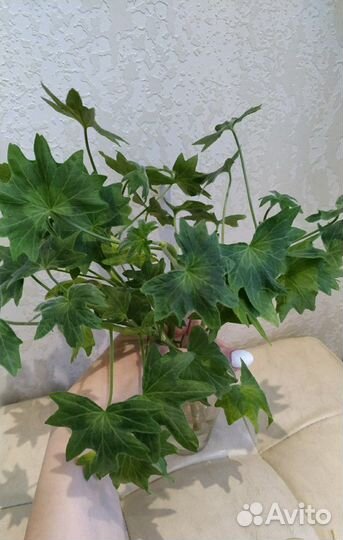 Пеларгония герань