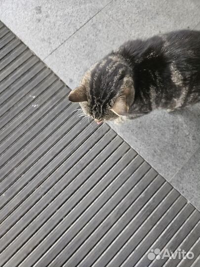 Котика в дар мальчика