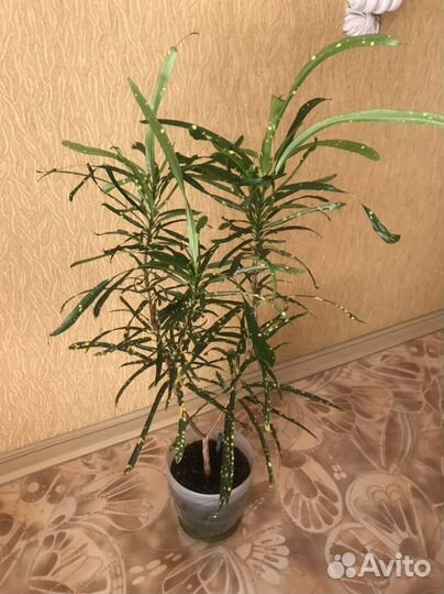 Комнатные цветы кротон